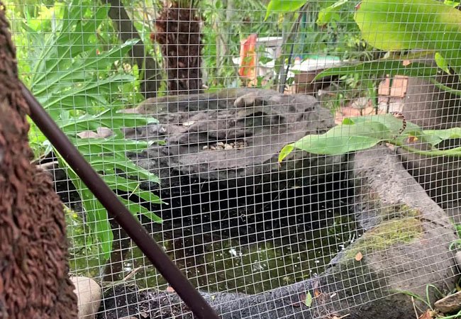 Bird Cage Fence